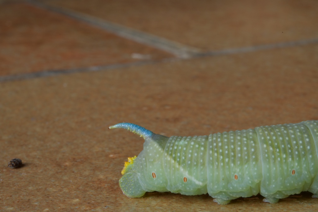 2019-08 Savoie/Misc/DSC_1512.JPG